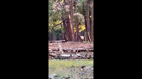 Elk all around us, over 100 and mayby 20 bulls, all with in 100yds