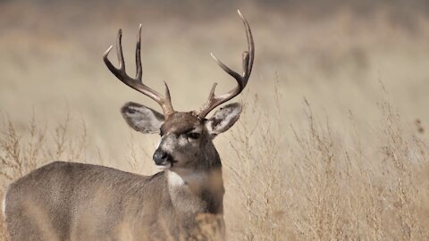 Relaxing Closed Up Deer Footage In Jungle | Deer Cute Scene Footage