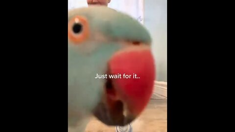 No animals were harmed in the making of this video 🦜 #parrot #thebluechicken #funnypets #talkingbird