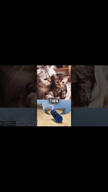 This cat love to play.