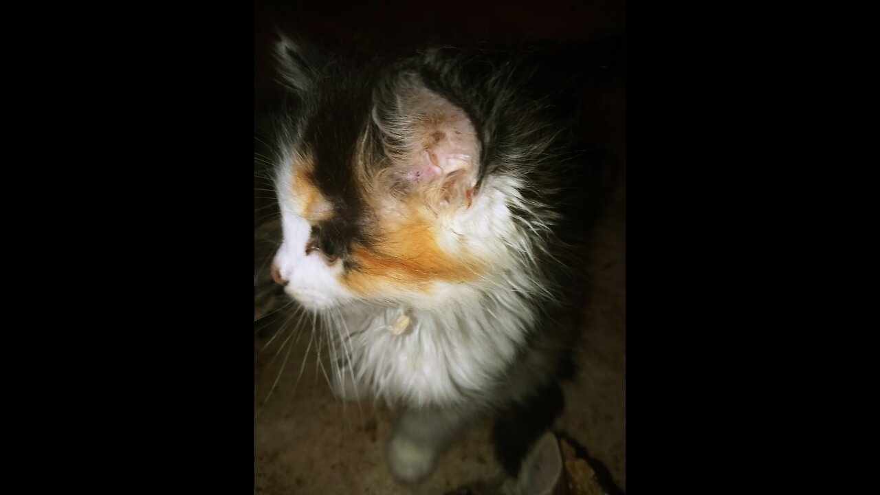 "Harley My Kitten & Her Late Shnack"ππ±π§‘π€π€πΎπΌπΆπ±