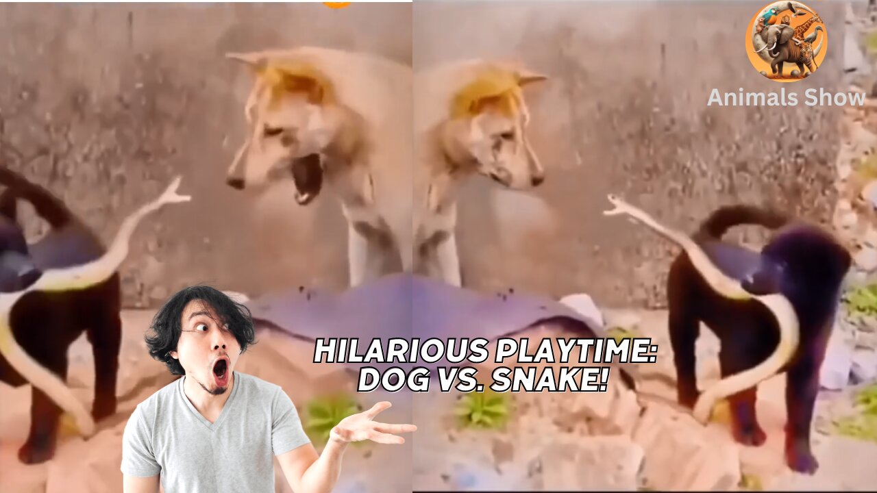 Funny Dog and Snake Playtime – Hilarious Moments Caught on Camera!