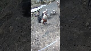 The secret life of chickens
