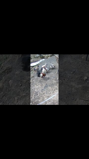 The secret life of chickens