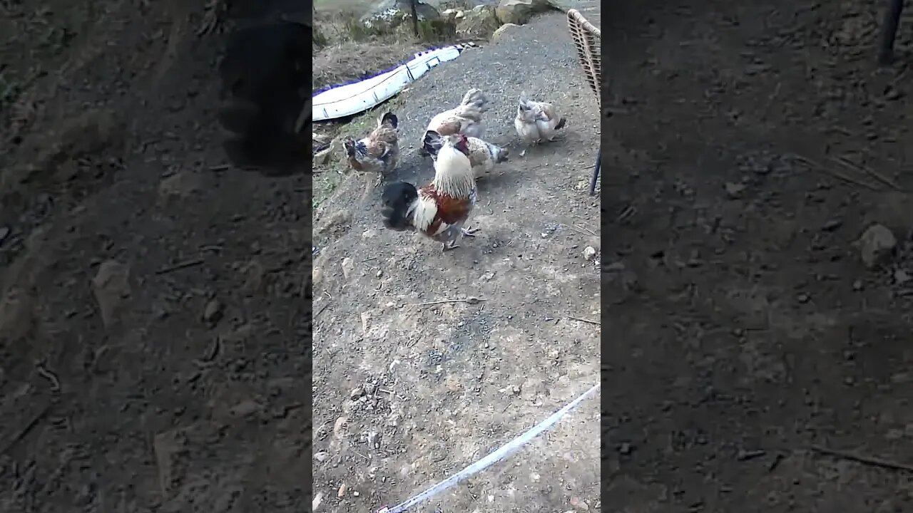 The secret life of chickens