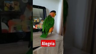 Alegria 🤣
