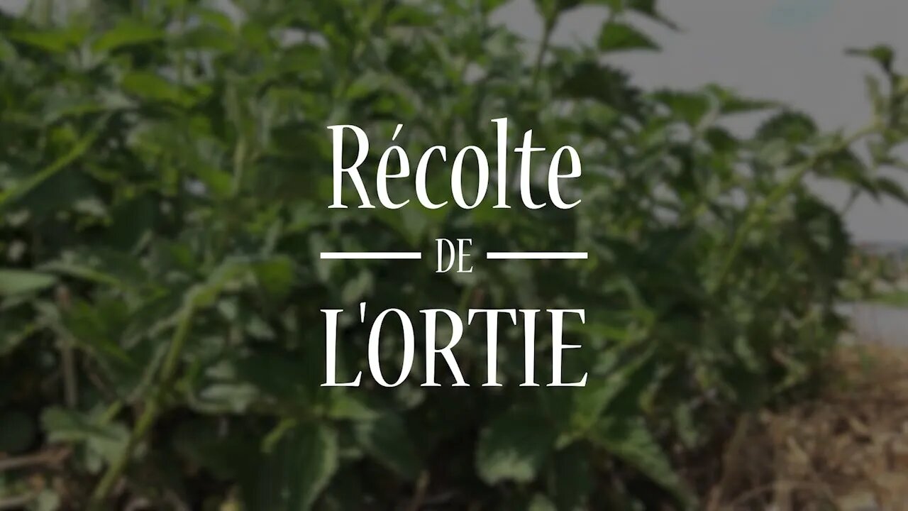 L'Ortie sa récolte : #plantesmedicinales #herboristerie #formation