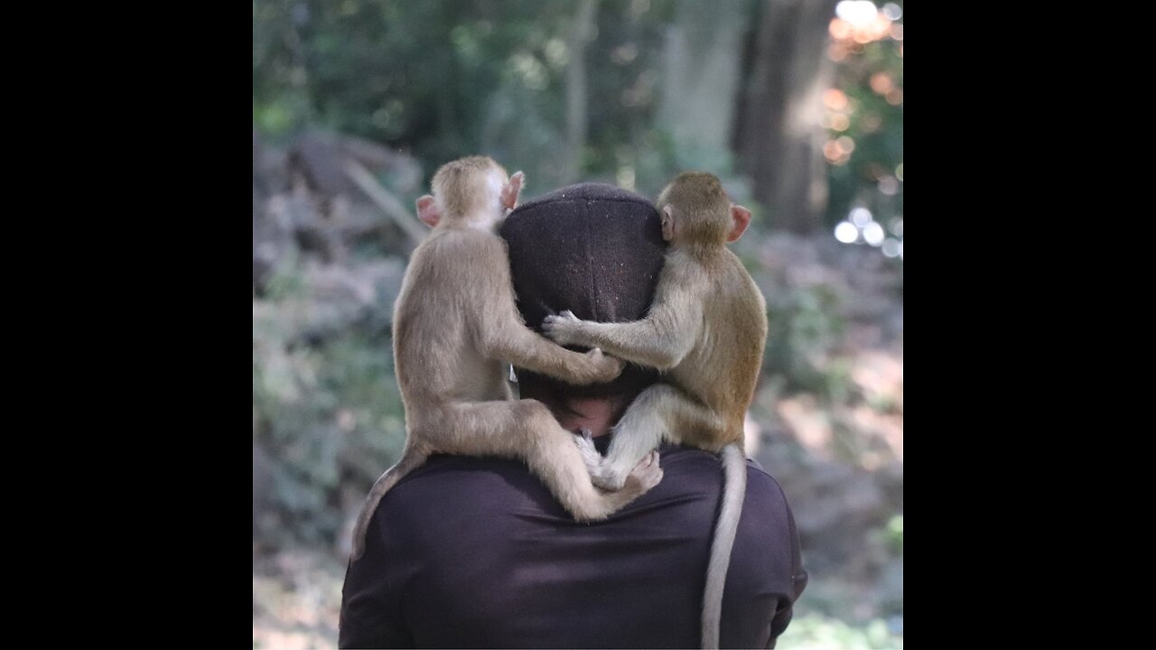 cute baby monkey it still neet suck milk #monkey #baby #cute