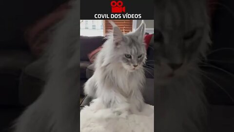 lindo demais esse gato