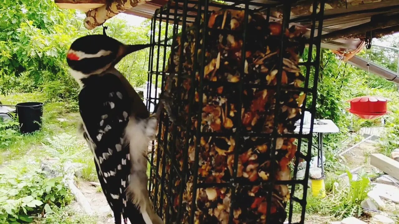 Hairy Woodpeckers: Squeaky and Squeekette