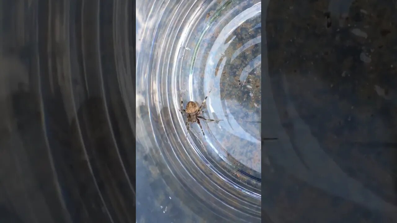 Giant Lichen Orb-weaver