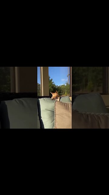 Funny Dog 🐕 😂😂🔥 #shorts #short #viral #subscribe #shortvideo #reels #funny #dog