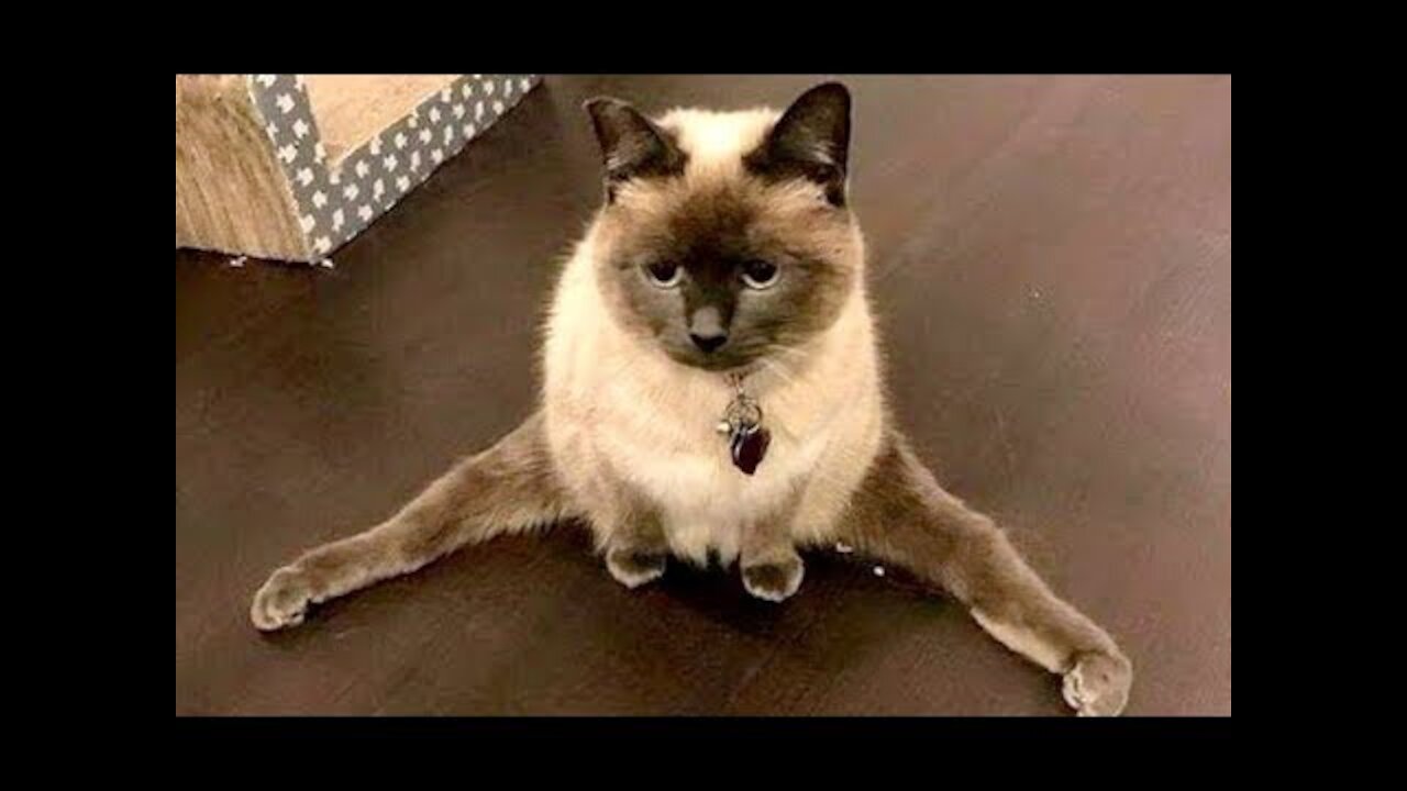 Cute And Funny Pets Try Not To Laugh To These Pets Compilation 17 @anupctg