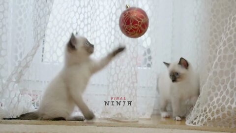 Cute kittens playing with a red Christmas ball