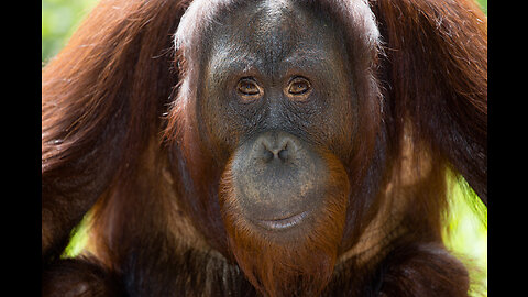 Incredible Orangutan Moments