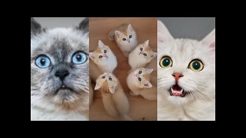 Funny Cat Videos Compilation - Cats Fun Animals Compilation Videos - Funny Pet Videos