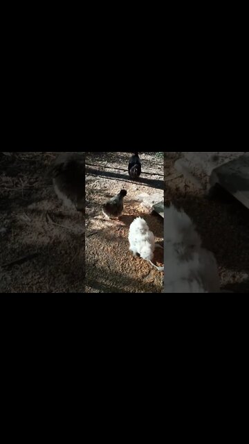 Good morning Silkies