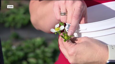 Sean Daly exploring Starkey Farm's U-Pick strawberries