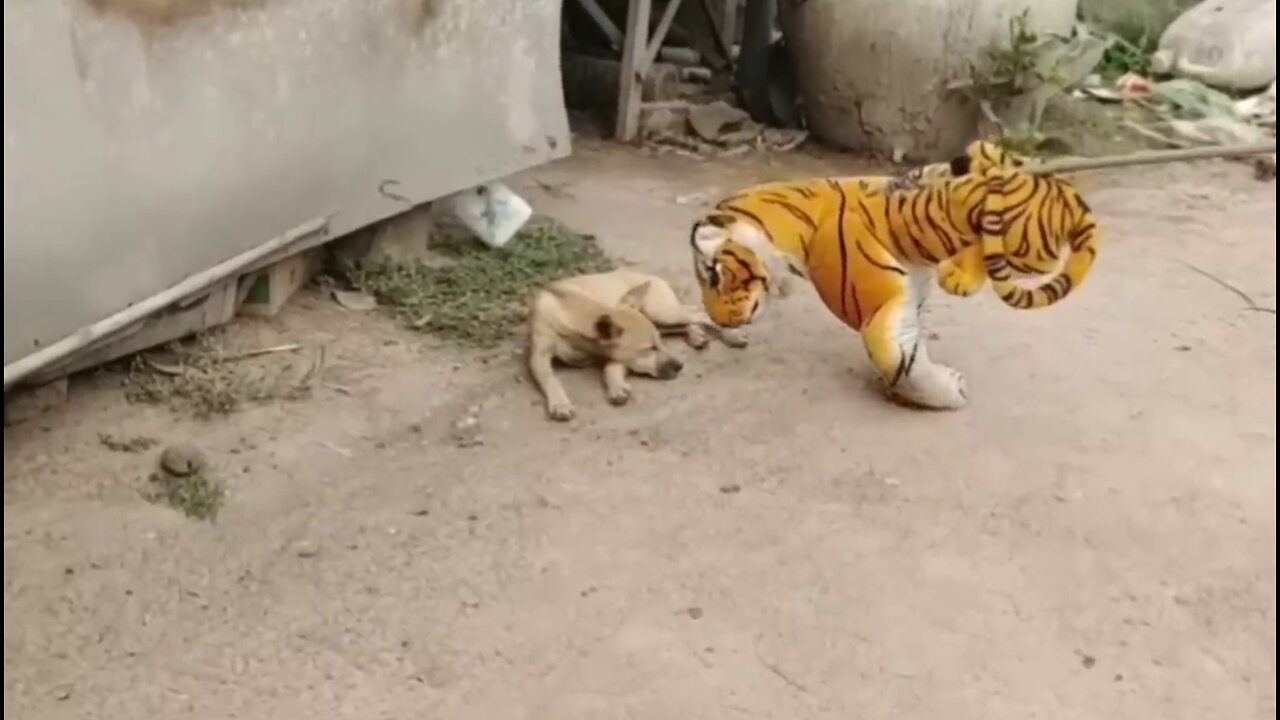 Troll Prank Dog Funny & fake Lion& Huge Box Prank to dog