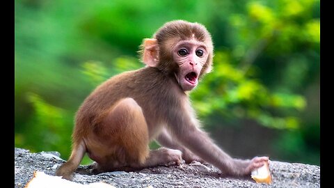 Baby Monkey Funny Videos