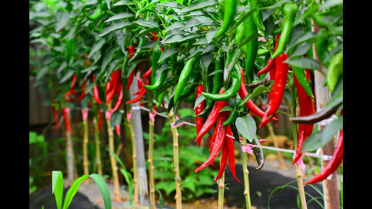 How to grow peppers to get more fruit
