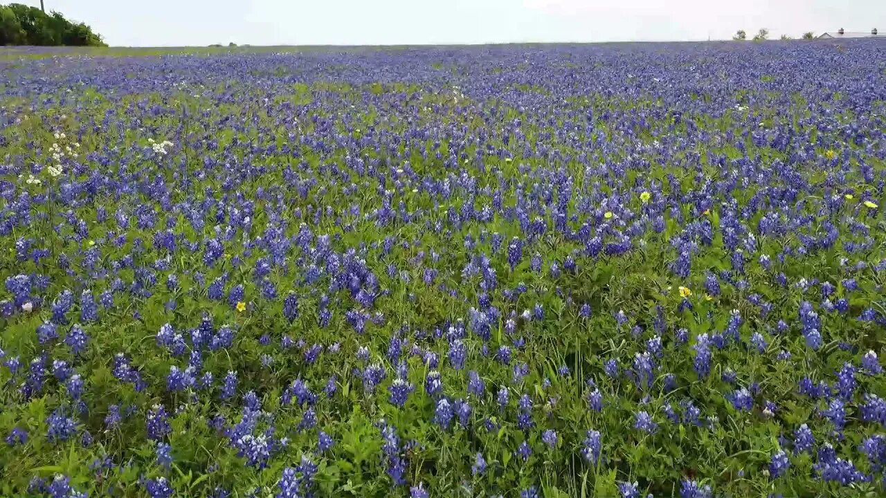 TEXAS BLUEBONNETS