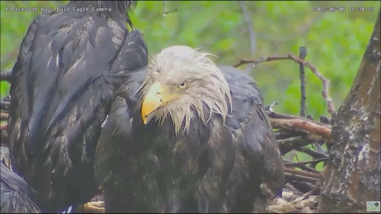 Hays Bald Eagles Mom's eyes study; Nictitating Membrane, Mini naps, and eye movement 5622 1231