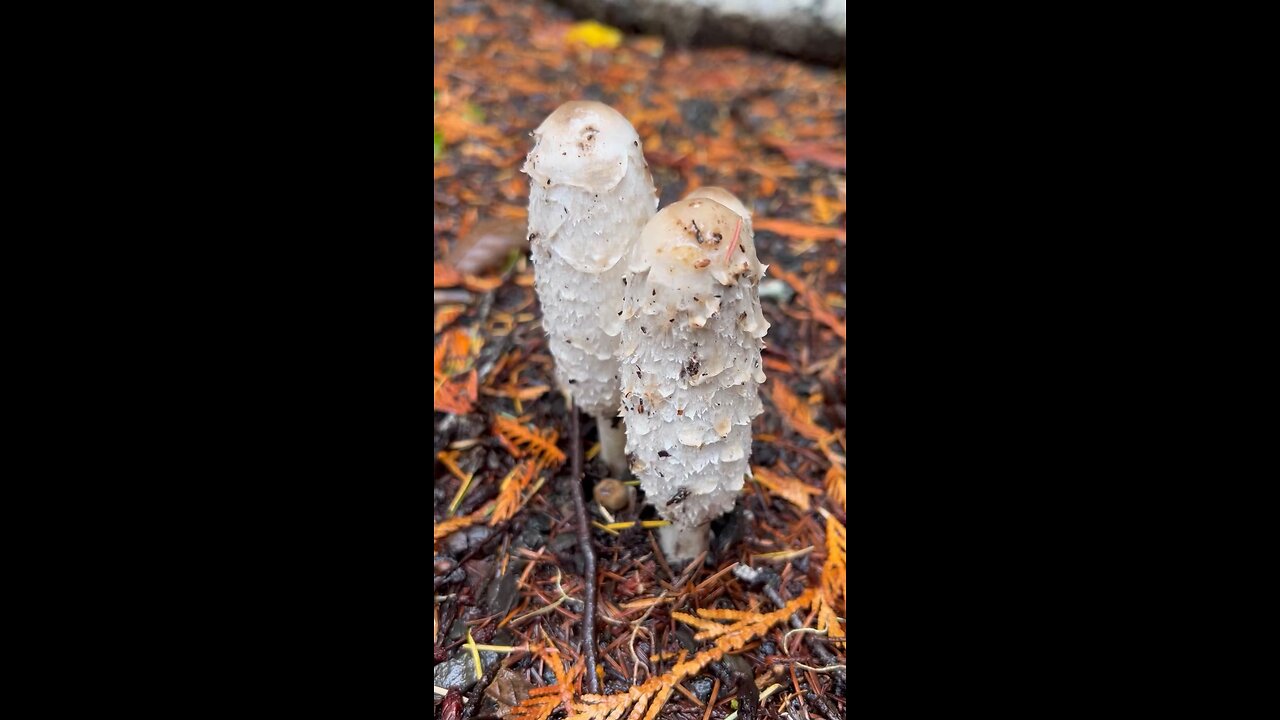 Shaggy Mane / part of the Fool Proof Four #explore #edible #hiking