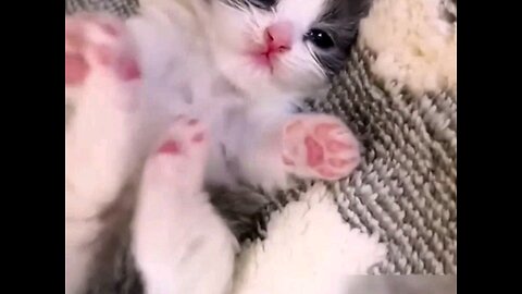 cute _kitten_Small_pink_hand__so beautiful_kitten_💞💞👌