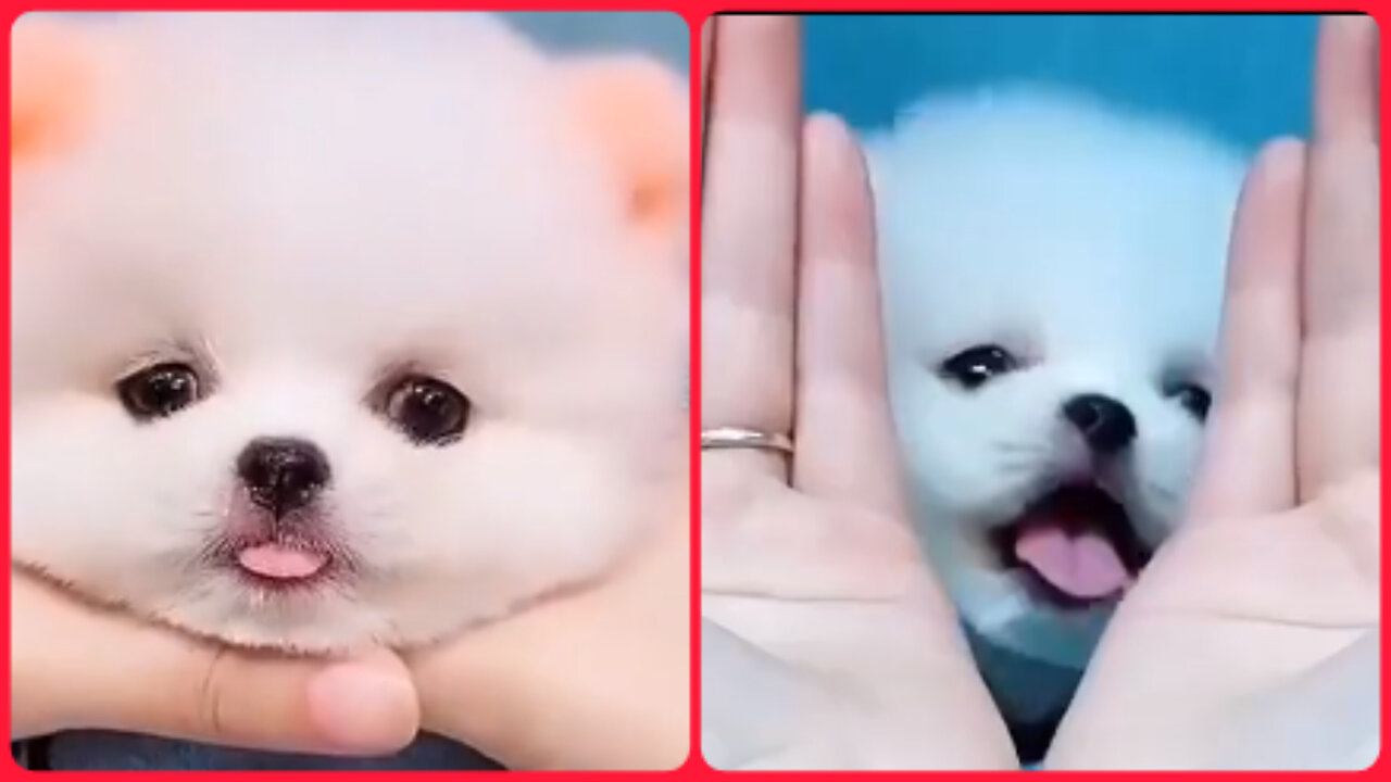 Cute puppy videos😍😍😍😍😍😍😍