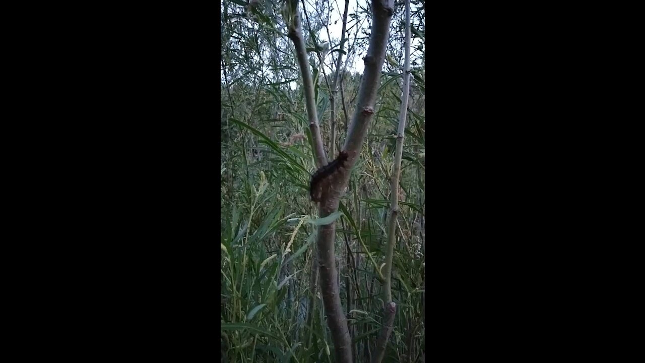 Caterpillar climbing the tree