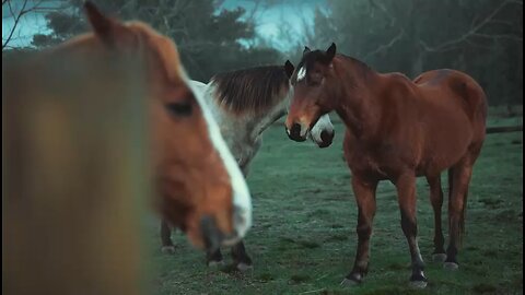 Two beautiful horses playing with each other 😍❤️