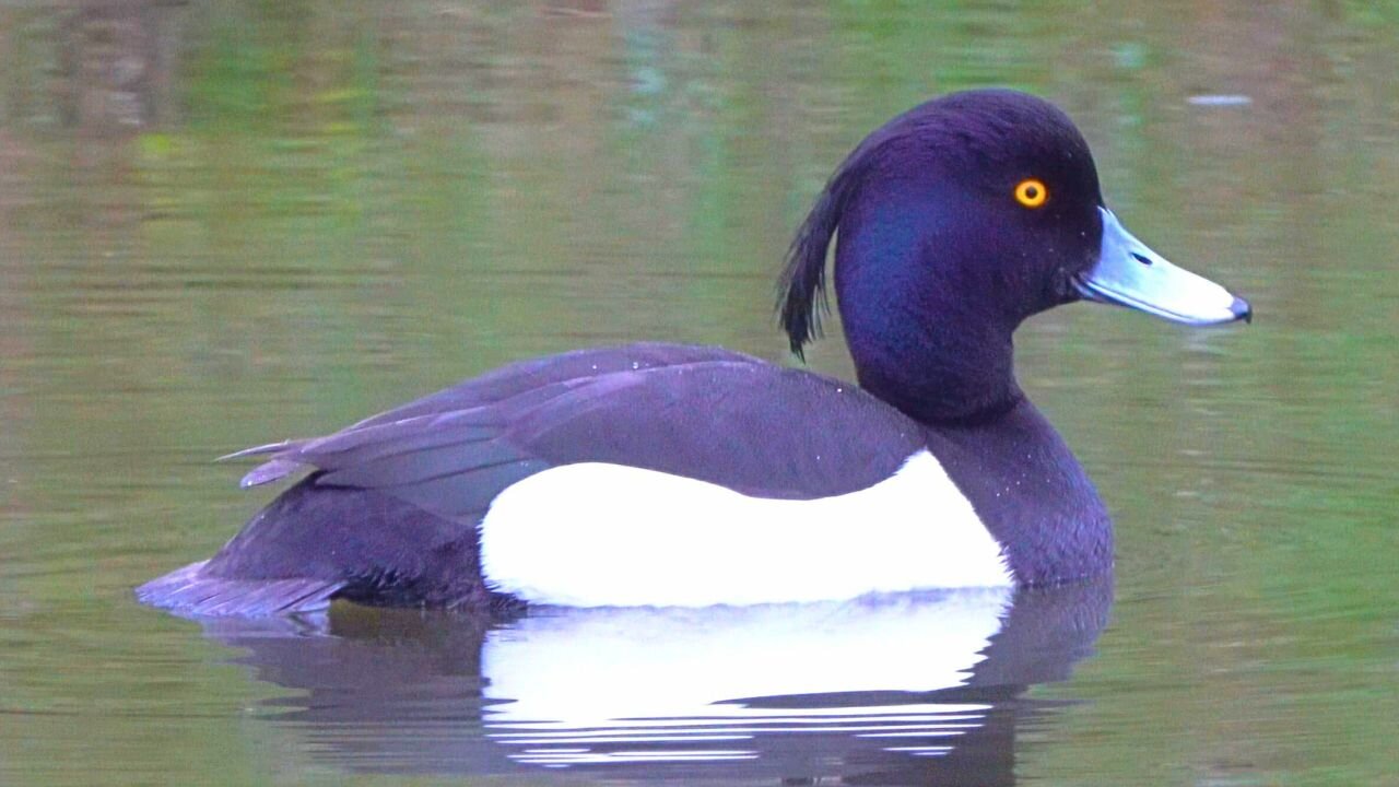 Male Tufted Duck Drake Swimming