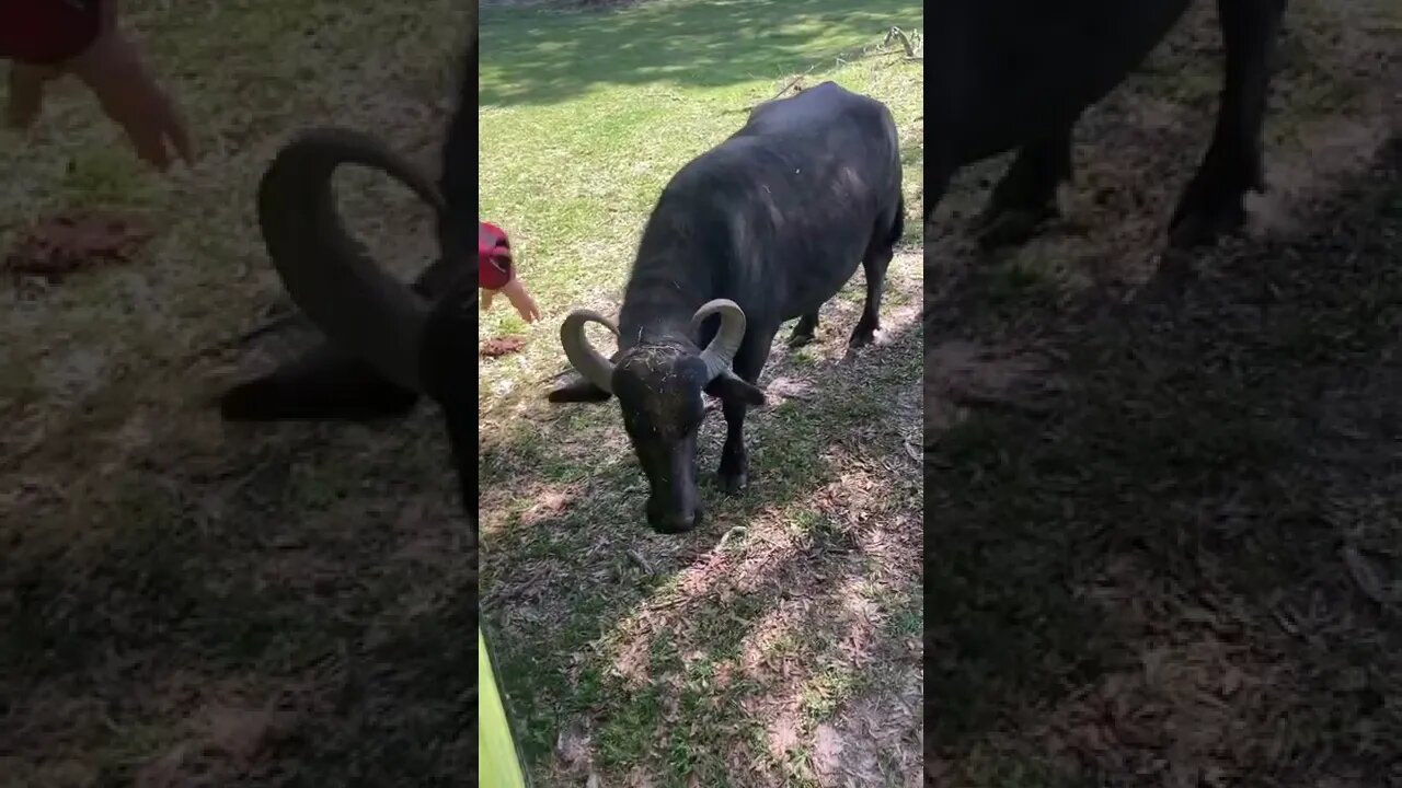 Feeding a water Buffalo!