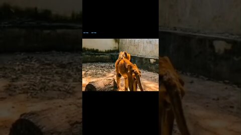 Lion, dog all need life 😢