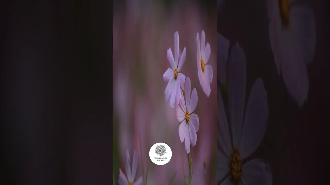 Soothing Nature Sounds | Ponderation Sounds 2022
