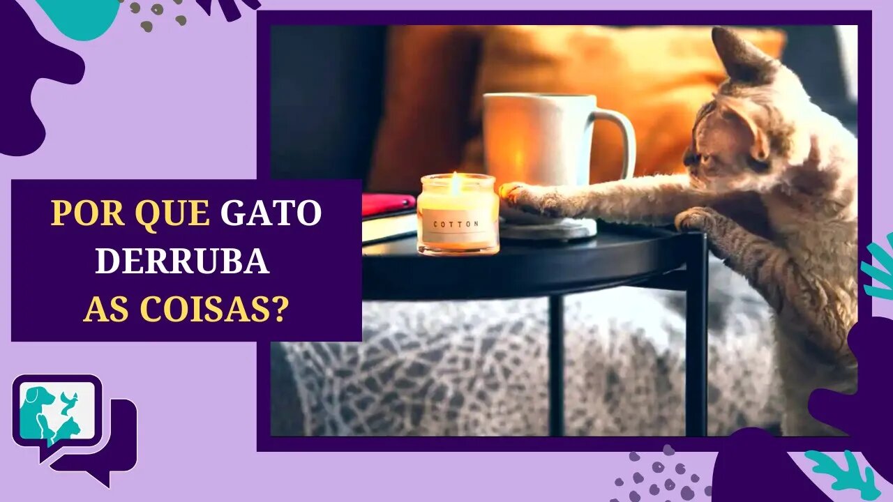 Por que GATO derruba as coisas?