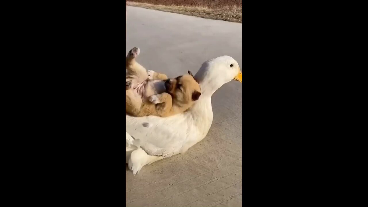 These Animals Are The Cutest Friends