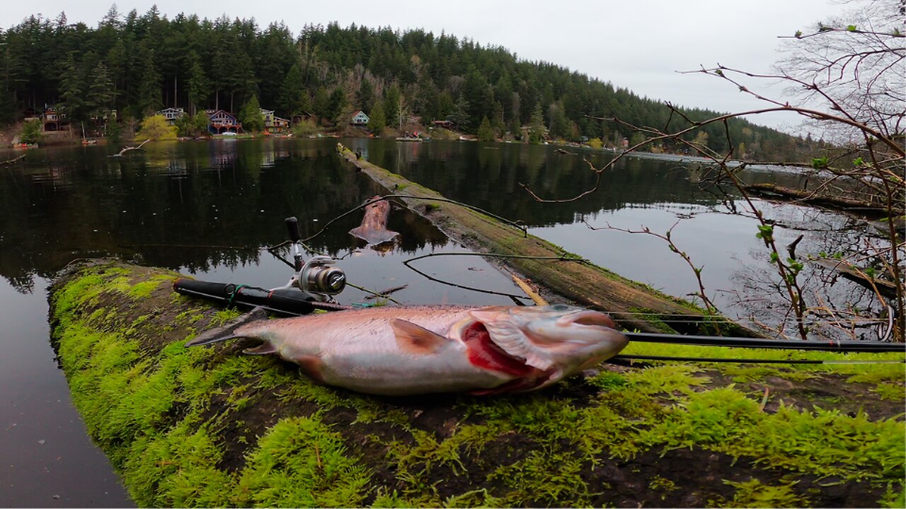 Opening Day for Trout Season in Washington. ALL LUNKERS!!