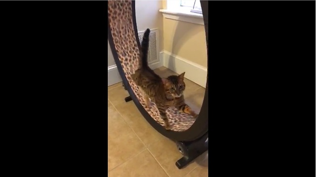 Cat channels inner hamster, exercises on wheel toy