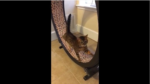 Cat channels inner hamster, exercises on wheel toy