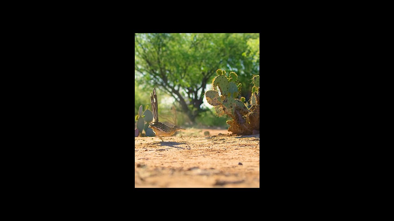 One of the residents here eats snakes for breakfast.