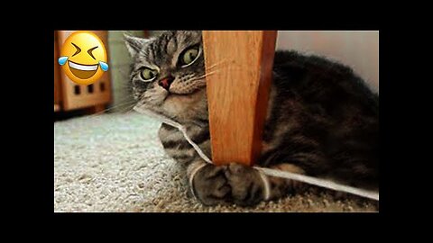 New Funny Videos 2024 😍 Funniest Cats & Dogs