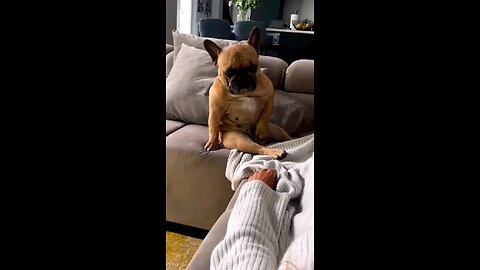 funny videos
