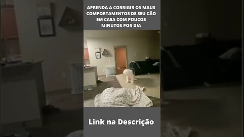 Brincando de pique esconde - Cachorro engraçado #shorts