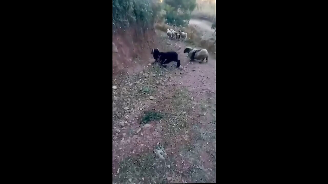 animal fight angry goat