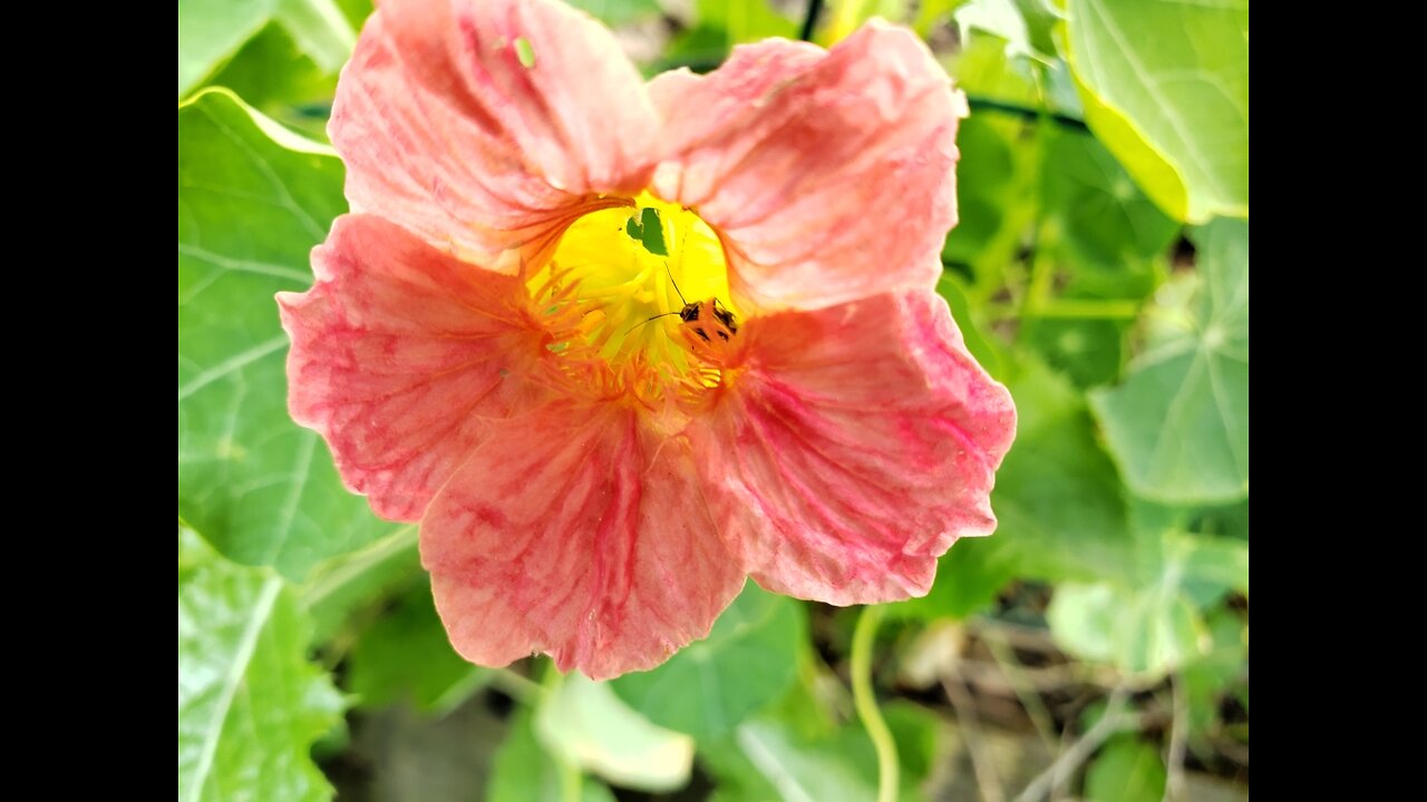 Nasturtiums From Petunia