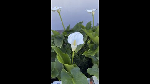 Large Calla Lilies