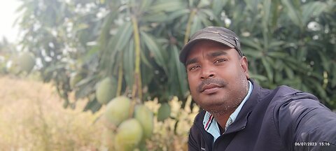 Mango garden and most beautiful