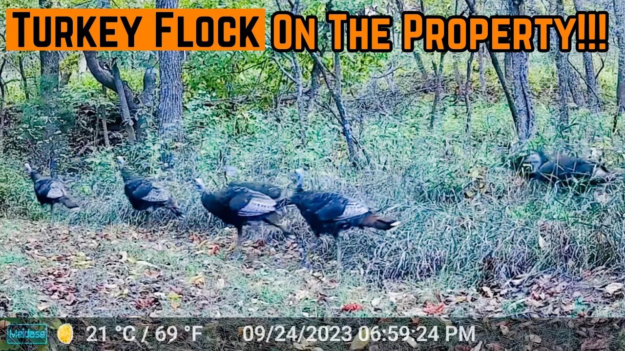 Turkey CAPTURES On Every CAMERA!!!